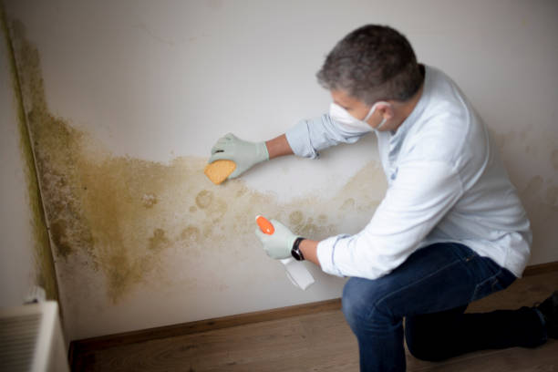 Best Environmental Consulting for Mold Prevention  in Ligh, NE