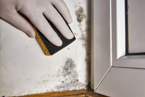 Best Asbestos and Lead Testing During Mold Inspection  in Ligh, NE