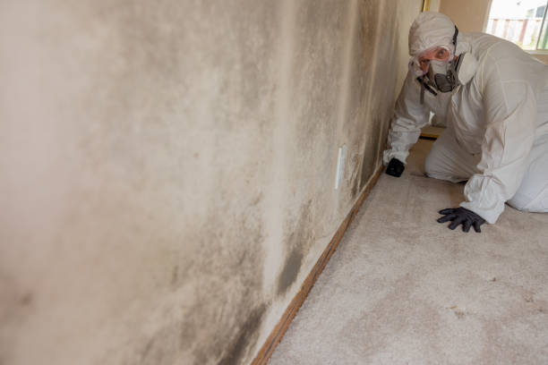 Best Black Mold Removal  in Ligh, NE